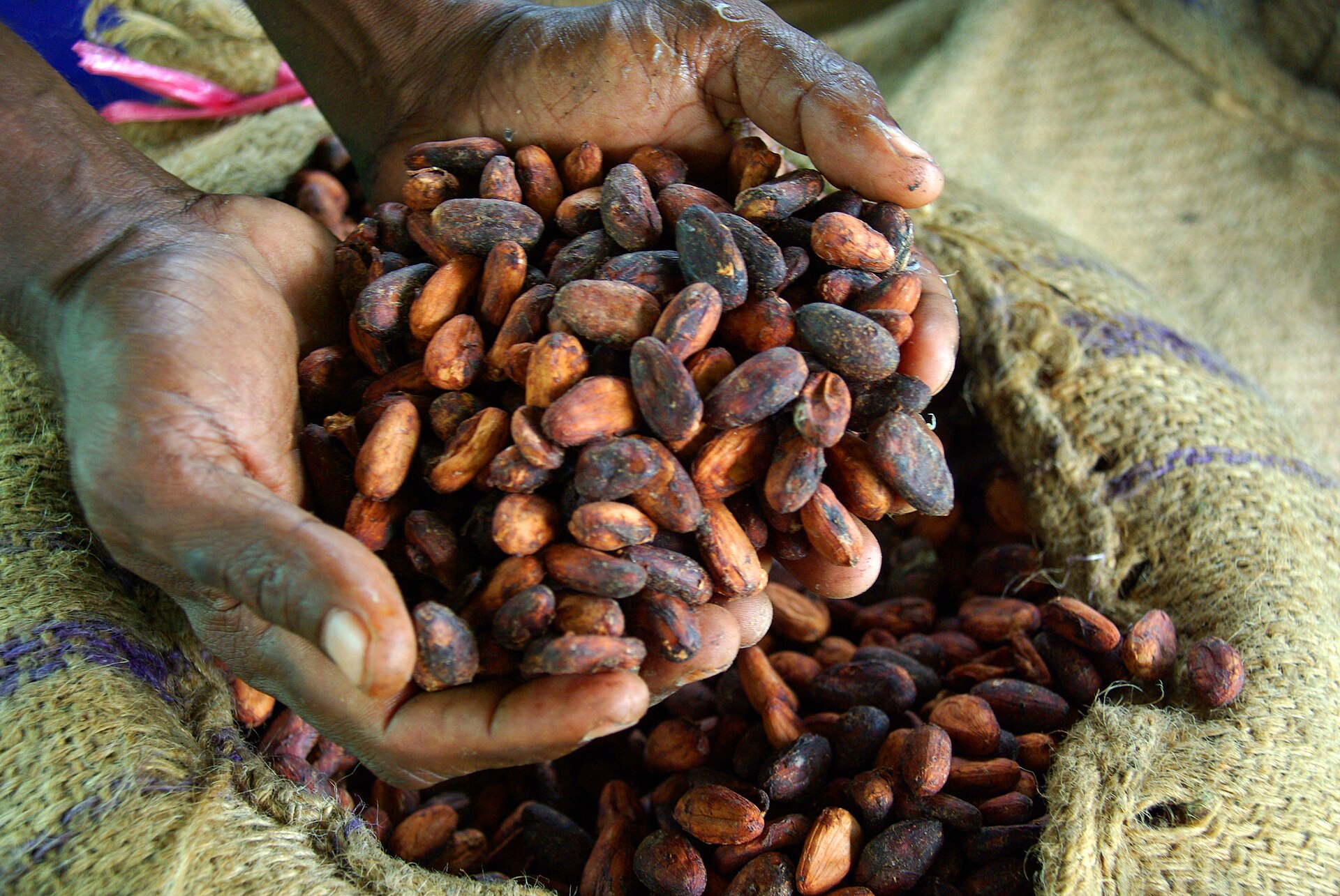 A cocoa farmer in Papua New Guinea holding a tray of dried cocoa beans ready for export